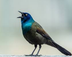 big image of a grackle